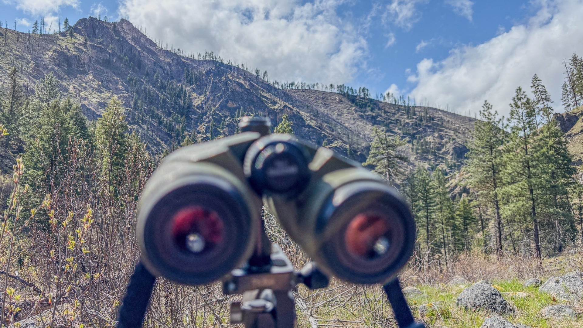 spring bear hunting, bear hunting tactics, how to hunt spring bears, timing spring bear season, spring bear hunting phases, bear hunting in Montana, spring bear hunting tips, spring bear rut
