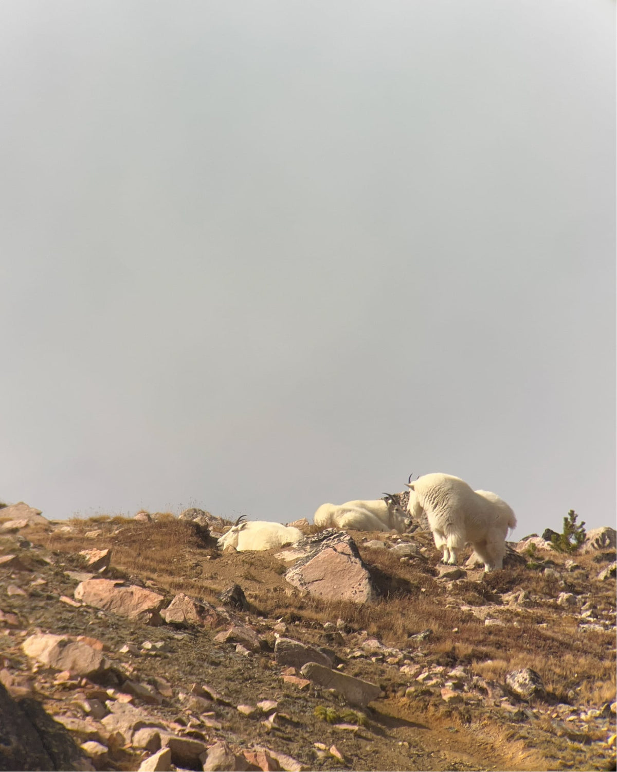 Mountain goats bedded on a rocky ridge in fog