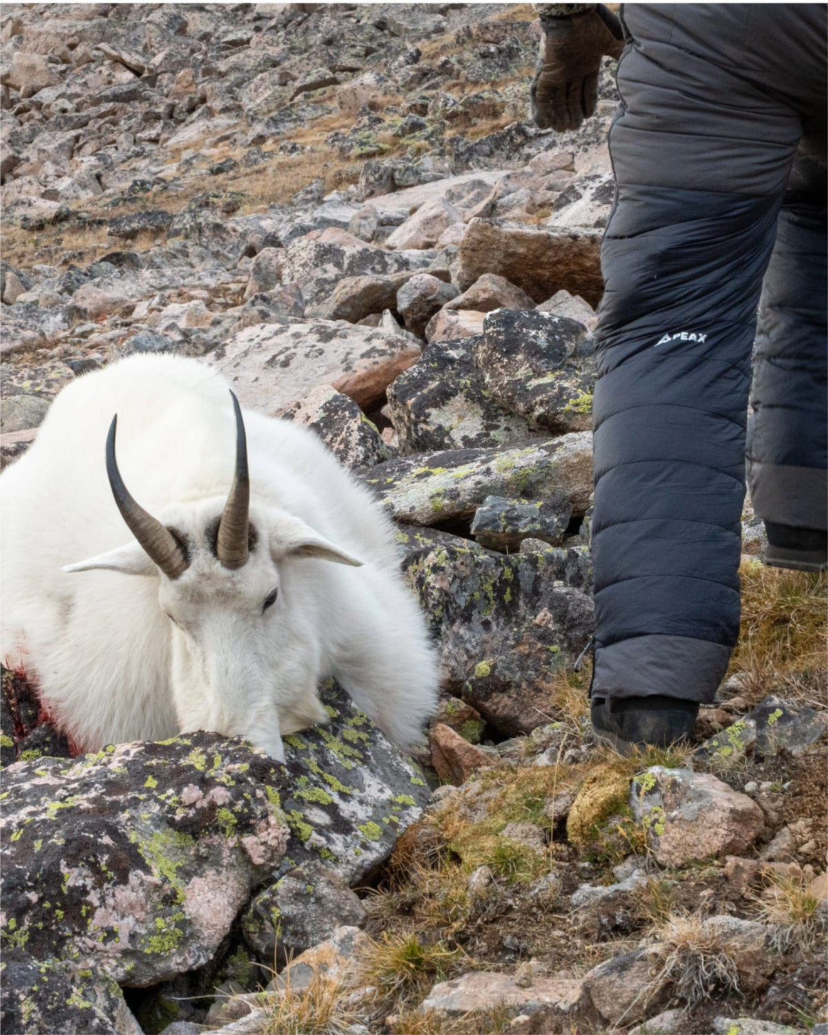 Harvested mountain goat on lichen-covered rocks beside a hunter's legs