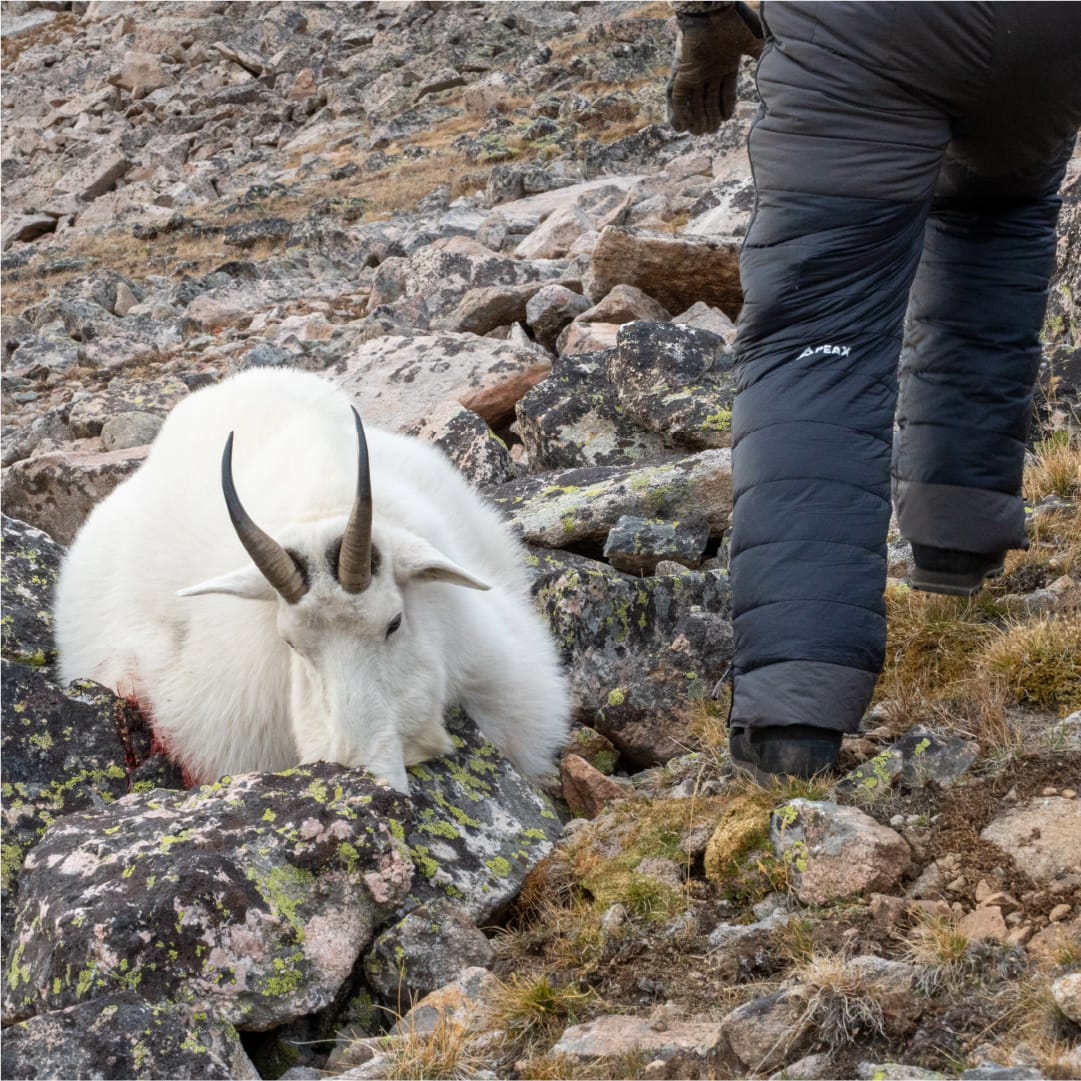 Hunter in the STATIC down pant standing beside a harvested mountain goat on rocky ground