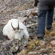 Hunter in the STATIC down pant standing beside a harvested mountain goat on rocky ground