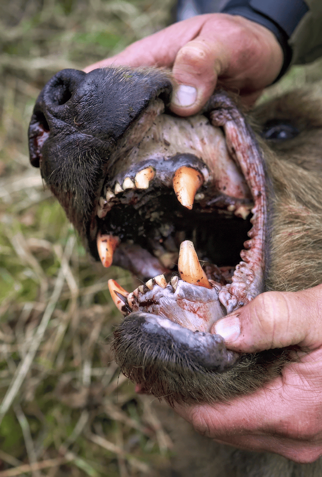 A grizzly bear similar to ones that will be hunted in the Gritty Hunt Giveaway.