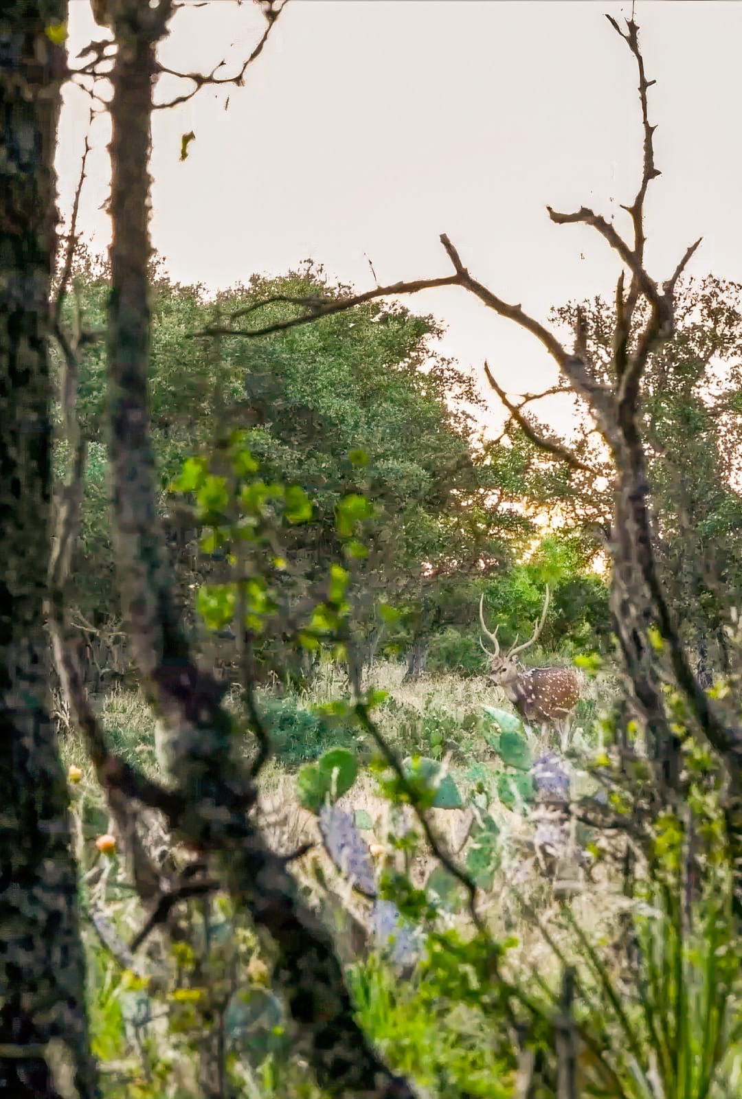 Axis Deer moving through the timber in Texas. Peax Equipment.